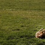 brown short coated dog lying on green grass field during daytime