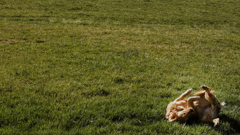 brown short coated dog lying on green grass field during daytime