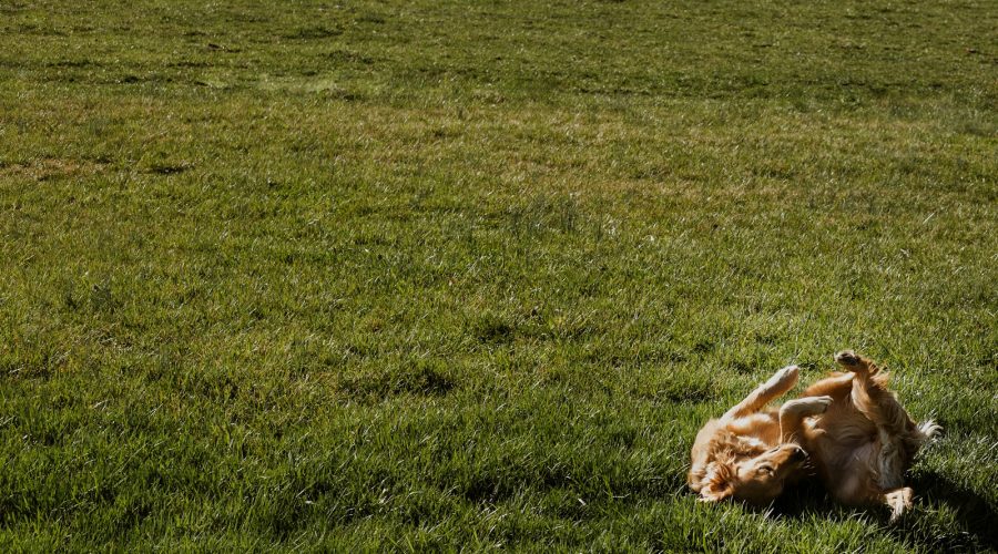 Nawóz do trawy bezpieczny dla zwierząt – sprawdzone rozwiązania dla rodzin z pupilami 1 brown short coated dog lying on green grass field during daytime