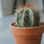 cactus on plant pot in shallow focus lens