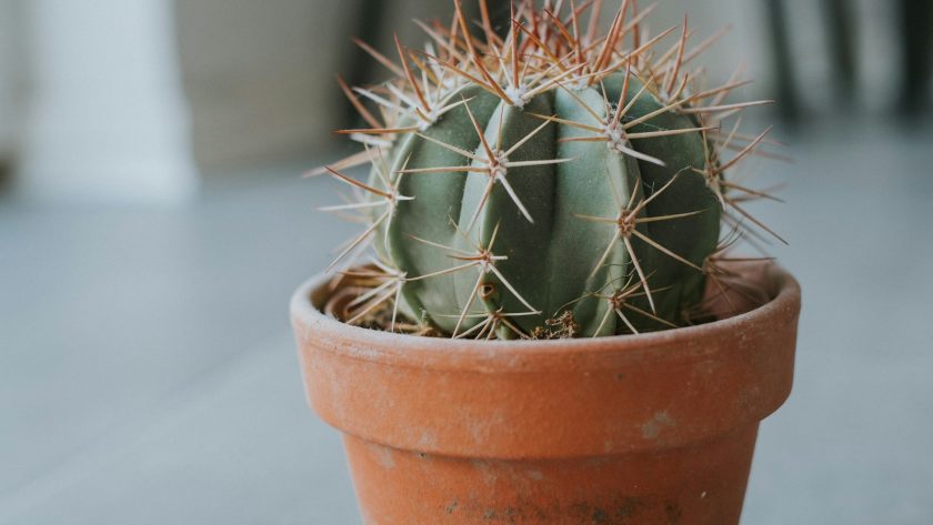 cactus on plant pot in shallow focus lens