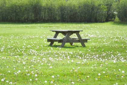 a picnic table in the middle of a field of flowers