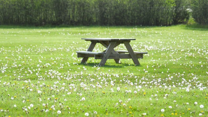 a picnic table in the middle of a field of flowers