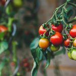 red and green oval fruits