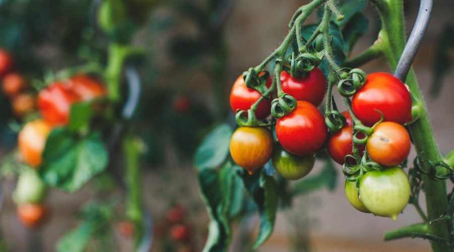 Obierki z cebuli jako nawóz do pomidorów – ogrodniczy hit? 1 red and green oval fruits