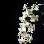 tilt-shift lens photography of white flowers