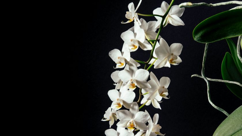 tilt-shift lens photography of white flowers