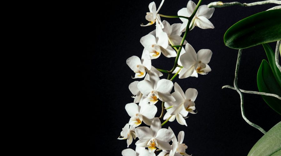tilt-shift lens photography of white flowers