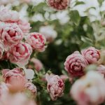 pink flowering green outdoor plant