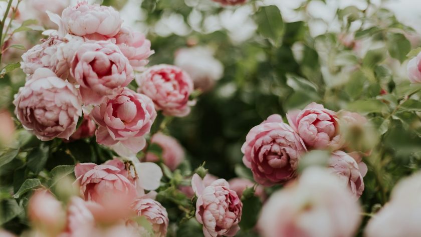 pink flowering green outdoor plant