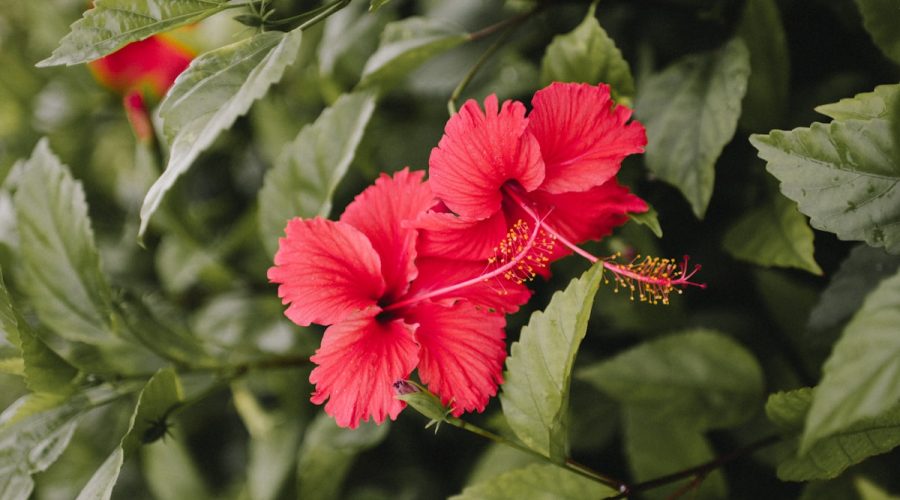 red hibiscus in bloom during daytime