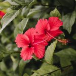 red hibiscus in bloom during daytime