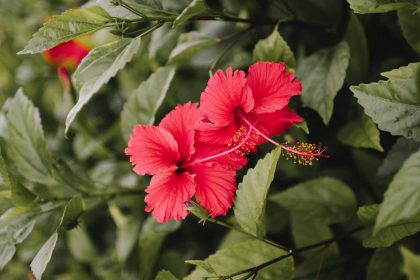 red hibiscus in bloom during daytime