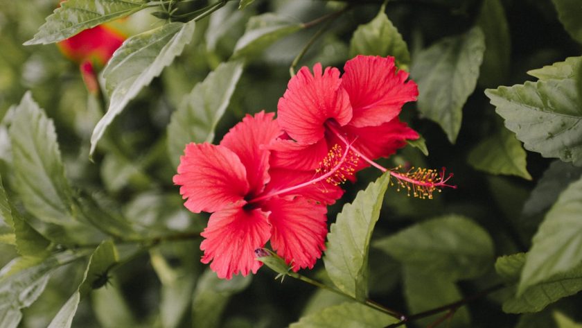 red hibiscus in bloom during daytime