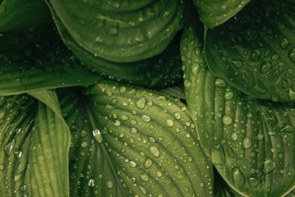 water drop on green plant