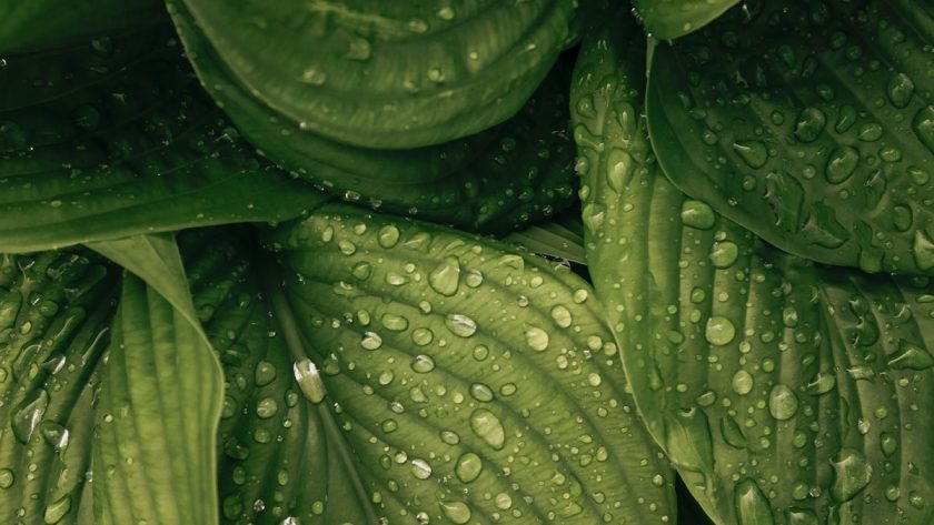 water drop on green plant
