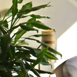 a potted plant sitting on top of a table