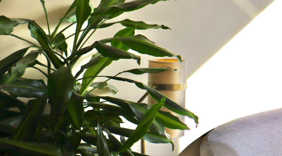 Nawóz do dracen – jak zadbać o roślinę domową? 4 a potted plant sitting on top of a table