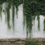 green tree near white wall