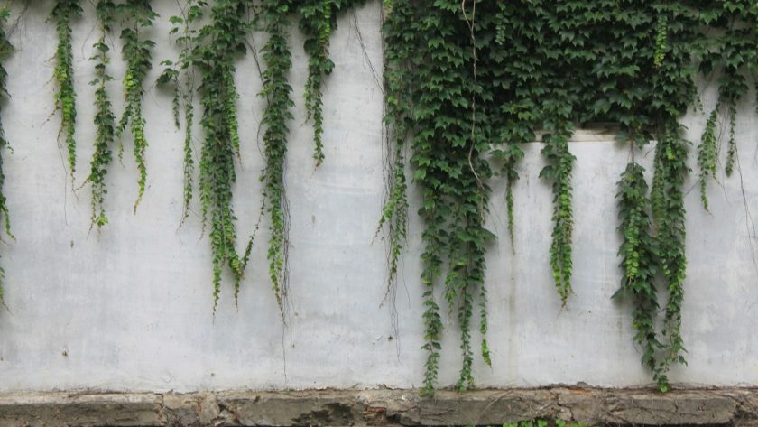 green tree near white wall
