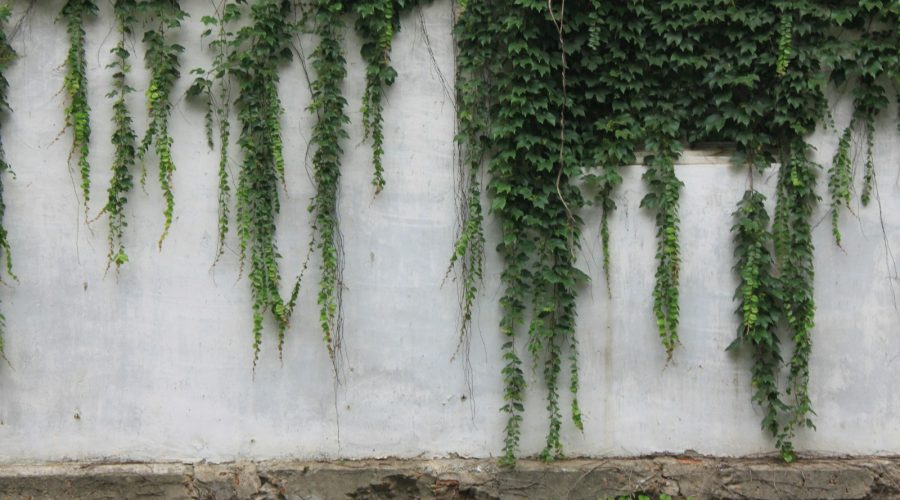 green tree near white wall
