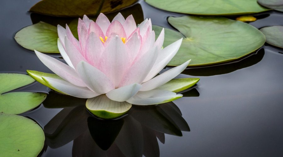 Nawóz do lilii wodnych – odkryj, jak uzyskać efektowny staw pełen kwiatów! 1 rule of thirds photography of pink and white lotus flower floating on body of water