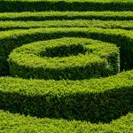 a hedge maze with a shadow