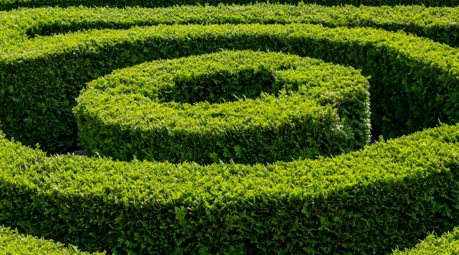 a hedge maze with a shadow