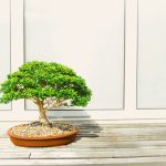 bonsai tree