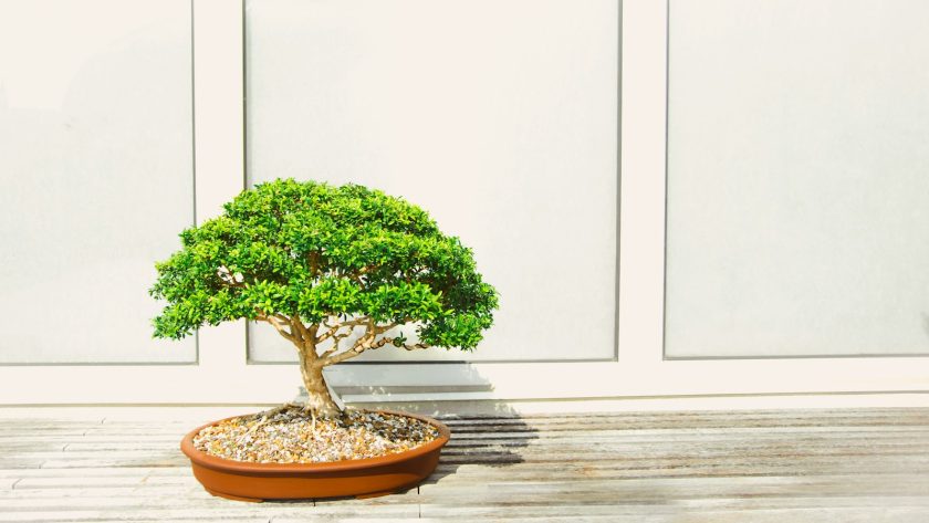 bonsai tree