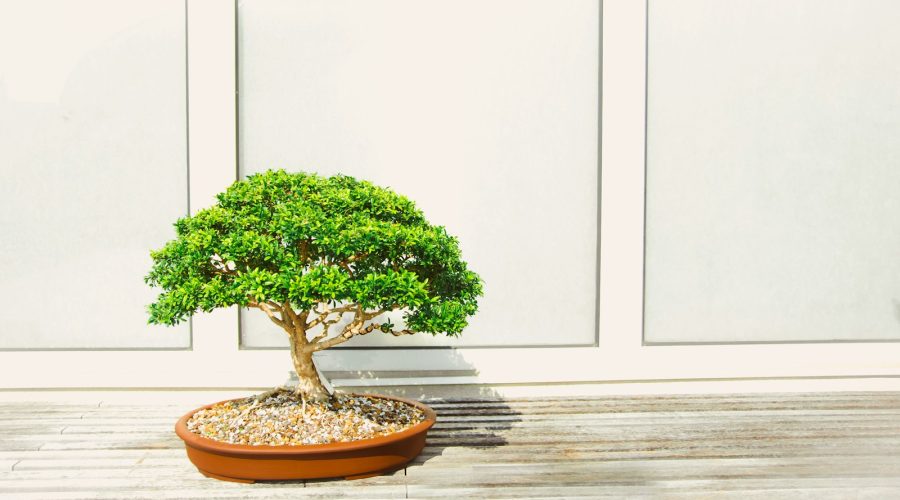 Nawóz do bonsai – jak dbać o miniaturowe drzewka? 4 bonsai tree