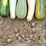 green cucumber on brown soil