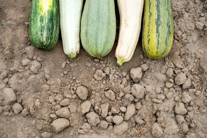 green cucumber on brown soil