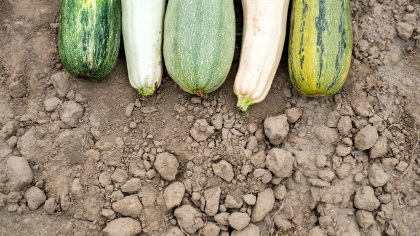 green cucumber on brown soil
