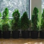 a group of trees in a room