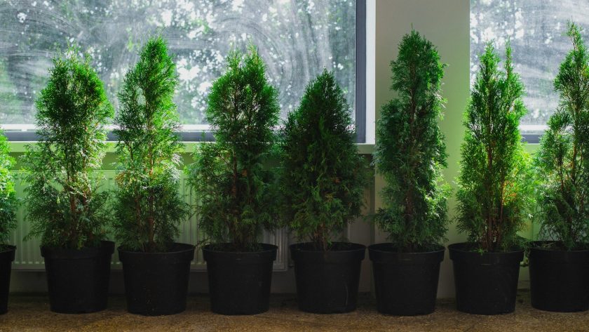 a group of trees in a room