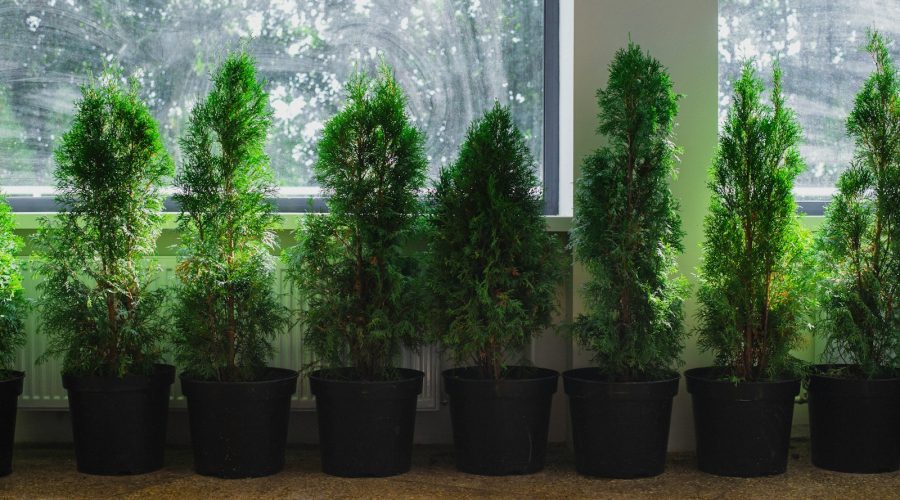 a group of trees in a room