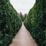 grass maze pathway photo