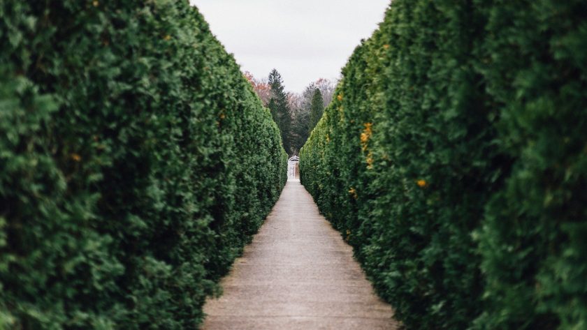 grass maze pathway photo