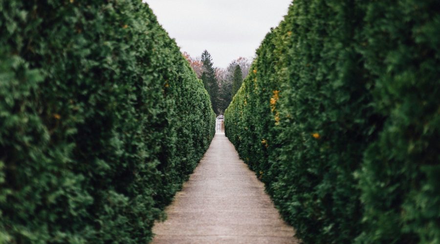 grass maze pathway photo