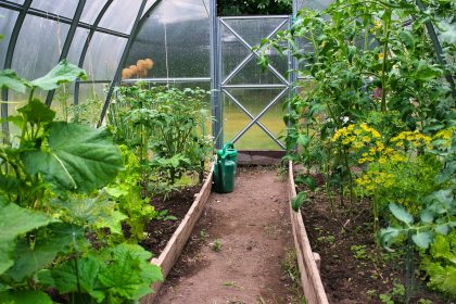 a garden with a lot of plants growing inside of it