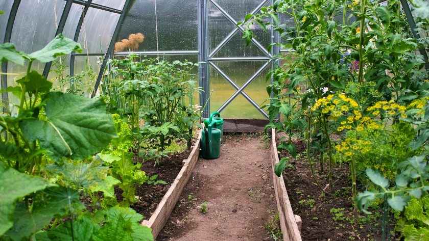 a garden with a lot of plants growing inside of it
