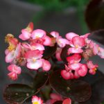 A close up of a pink flower on a plant