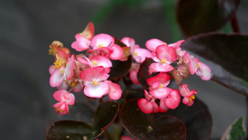A close up of a pink flower on a plant