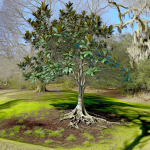 domowy nawóz do magnolii