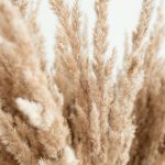 brown grass