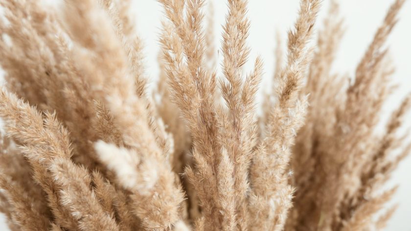 brown grass