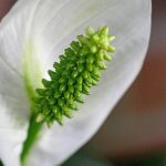 a close up of a white flower with green stamen