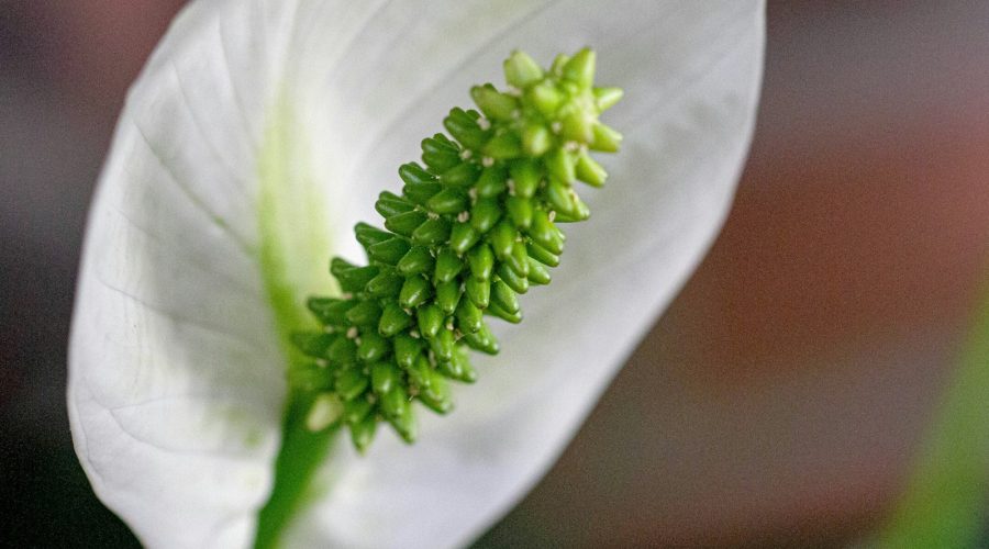 Jaki nawóz do skrzydłokwiatu? Zielone liście i kwiaty cały rok 1 a close up of a white flower with green stamen