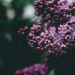 selective focus photography of purple petaled flowers